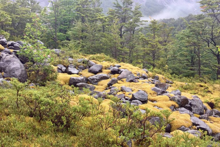 Suelo del bosque andino patagónico cubierto de musgo y rocas